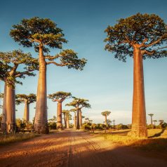 Les joyaux naturels incontournables à Madagascar