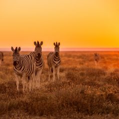 Visiter le parc National d’Etosha