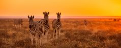 Visiter le parc National d’Etosha