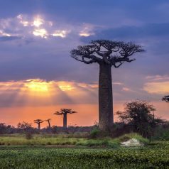 Comment assurer les préparations d’un voyage à Madagascar?