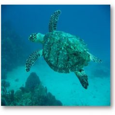 À la découverte des espaces marins du Parc National du Guadeloupe