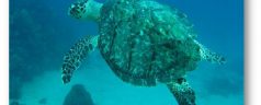 À la découverte des espaces marins du Parc National du Guadeloupe