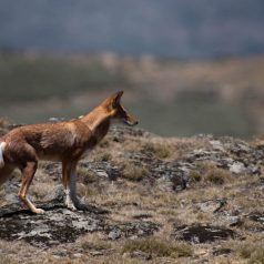 Pourquoi photographier le loup d’Ethiopie