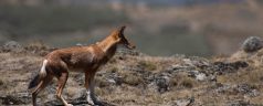 Pourquoi photographier le loup d’Ethiopie