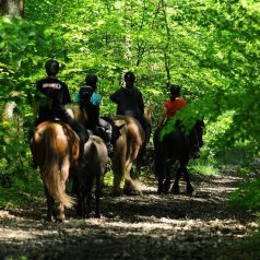 Le Centre Equestre de la Lys