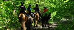 Le Centre Equestre de la Lys