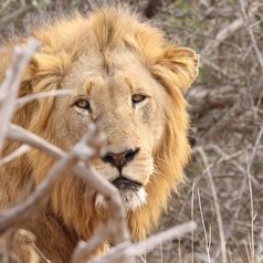 Partez pour un safari inoubliable au cœur du parc Kruger, joyau sud-africain