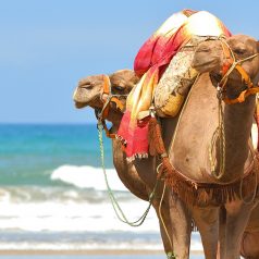 Location de voiture à l’aéroport d’Agadir: comment éviter les arnaques?