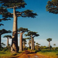 Madagascar : le trésor de l’océan Indien