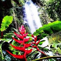 Une randonnée dans les montagnes panaméennes