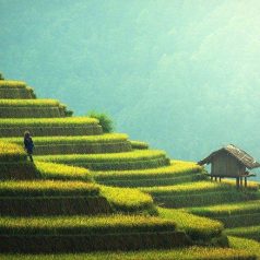 Voyage à Bali : à l’assaut de ses magnifiques rizières en terrasses