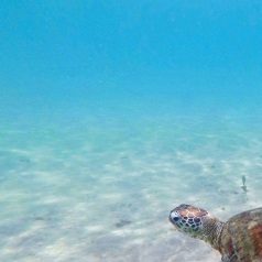 Séjour à la barrière de corail de l’Ouest australien